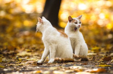 Bir kedi, sonbahar arka planında portakal yapraklarıyla yan yana esniyor.