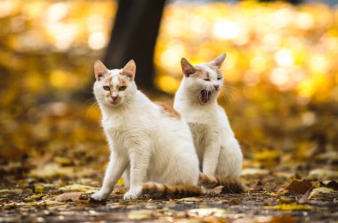 Bir kedi, sonbahar arka planında portakal yapraklarıyla yan yana esniyor.
