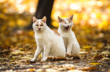 Bir kedi sonbahar arka planında turuncu yapraklarla esniyor.