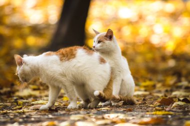 Kedi kediyi sonbahar arka planında bırakır.