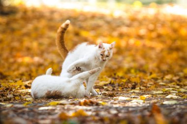 Güz yapraklarında parlak turuncu arka planda iki kedi oynar.