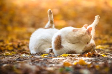Birbirlerine benzeyen iki kardeş, sonbaharın bulanık arka planında yıkanırlar.