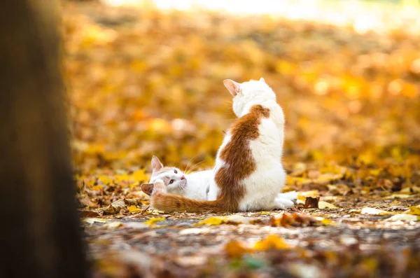 Eine Katze Stieß Eine Andere Ein Bündel Herbstorangefarbener Blätter — Stockfoto