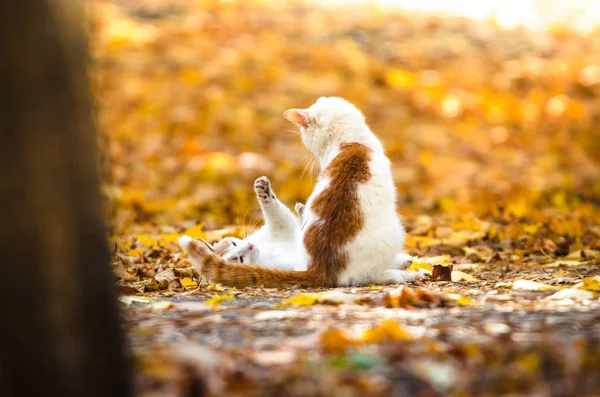 Μια Γάτα Έριξε Μια Άλλη Ένα Μάτσο Φθινοπωρινά Φύλλα Πορτοκαλιού — Φωτογραφία Αρχείου