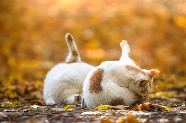 Two Identical Cats Brothers Wash Themselves Blurred Autumn Background — Stock Photo, Image