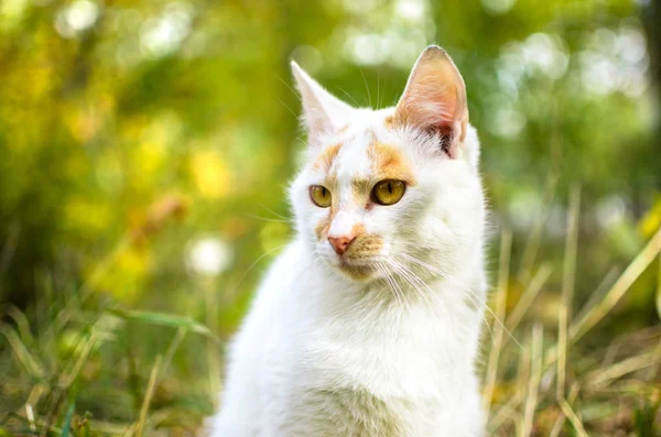 Portrait Chat Lumineux Deux Couleurs Dans Herbe Verte — Photo