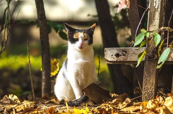 Calico Katze Sitzt Zaun Auf Herbstblättern — Stockfoto