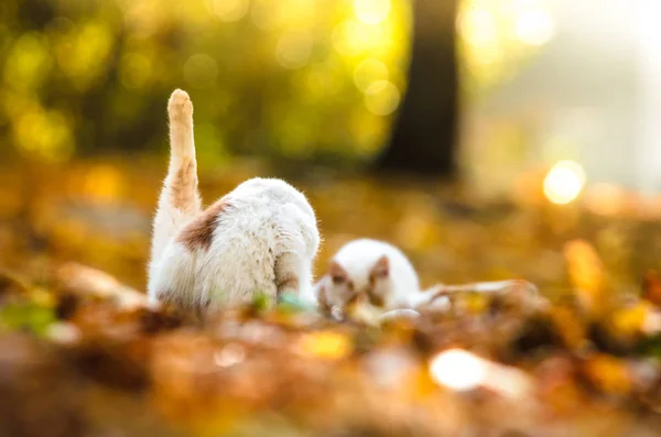 Cat Está Lavando Fundo Laranja Outono Muito Embaçado — Fotografia de Stock