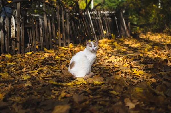 Kedi Ahşap Bir Çitin Arka Planında Sonbahar Yapraklarının Arasında Oturur — Stok fotoğraf