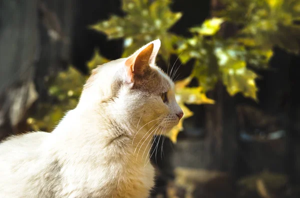 プロフィールに緑のカエデの葉の背景に猫 — ストック写真