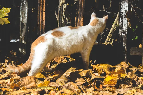 Кошка Инстаграме Фоне Забора Осенью — стоковое фото