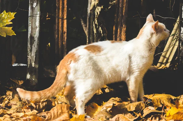 Sonbaharda Bir Çitin Arka Planında Instagram Tarzı Kedi — Stok fotoğraf