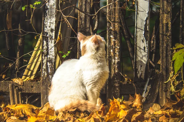 Katze Auf Dem Hintergrund Eines Holzzaunes Schatten Der Herbstbäume — Stockfoto