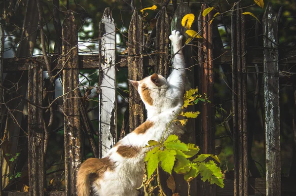 Katze Breitet Sich Auf Holzzaun Aus Während Sie Auf Herbstlaub — Stockfoto