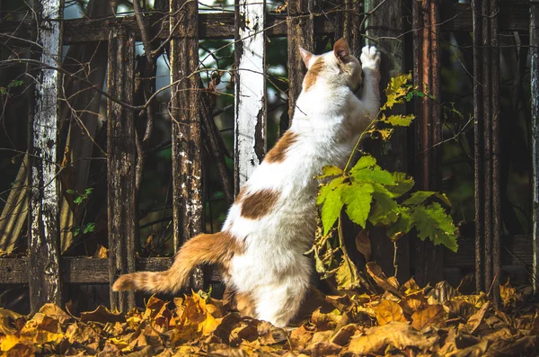 나뭇잎 위에서 울타리에 고양이가서 — 스톡 사진