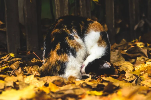 Kucing Calico Mencuci Wajahnya Pada Daun Musim Gugur — Stok Foto