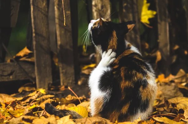 Calico Cat Sits Autumn Leaves Itches Background Wooden Fence — Stock Photo, Image