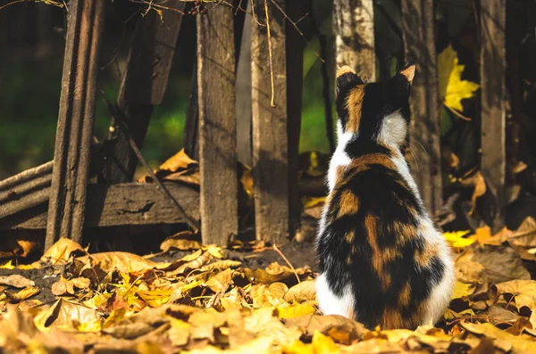 Gato Calico Parte Traseira Fundo Uma Cerca Madeira Velha Senta — Fotografia de Stock