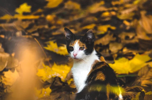 Calico Macska Egyesül Őszi Levelek Portré Fotó — Stock Fotó