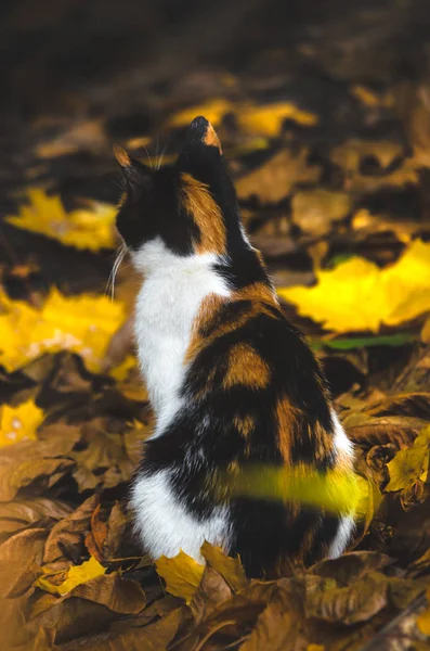 Каліко Кіт Зливається Осіннім Листям Вертикальне Фото — стокове фото
