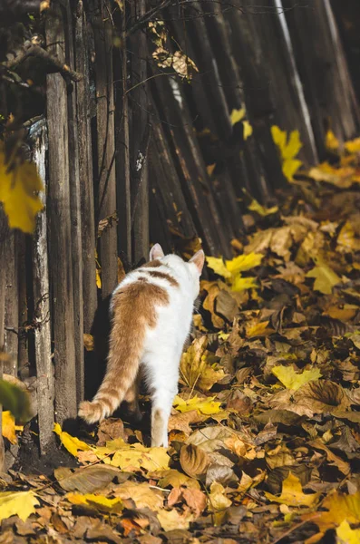 Chat Aux Couleurs Automnales Près Une Clôture Bois Marche Sur — Photo