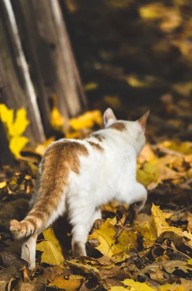 Eine Katze Herbstfarben Geht Der Nähe Eines Holzzaunes Auf Den — Stockfoto