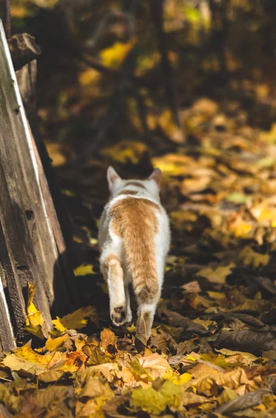 木の柵の近くの秋の色の猫が葉を歩く — ストック写真