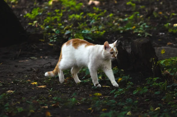 Interessierte Katze Sucht Etwas Hintergrund Von Seltenem Gras — Stockfoto