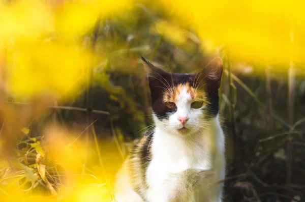 Calico Кошка Желтым Фоном — стоковое фото