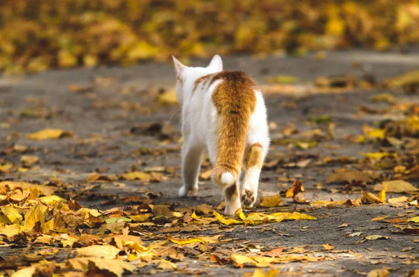 고양이는 나뭇잎 사이로 아스팔트를 다닌다 — 스톡 사진
