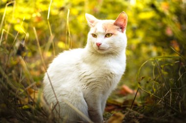 Doymuş çimen portresindeki iki tonluk kedi.