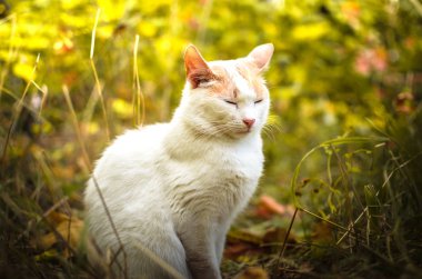 Doymuş çimen portresindeki iki tonluk kedi.