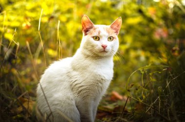 Doymuş çimen portresindeki iki tonluk kedi.