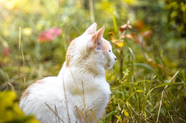 Doymuş çimlerde çiçeklerle dolu bir kedi.