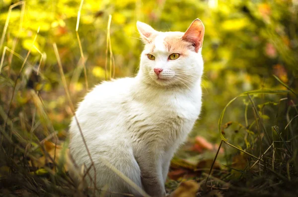 Gato Bicolor Hermoso Retrato Hierba Saturada — Foto de Stock