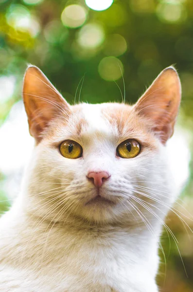 Retrato Vertical Gato Blanco Sobre Fondo Otoñal — Foto de Stock