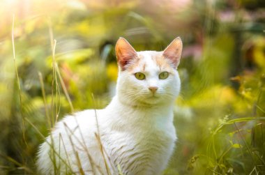 Doymuş çimenlerdeki kedi kameraya bakıyor.
