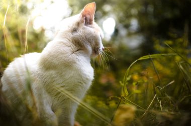 Kedi oturur ve sonbaharın tadını çıkarır.