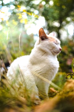 Kedi oturur ve hedonistik bir şekilde sonbaharın tadını çıkarır.