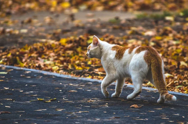 Gato Caminha Longo Asfalto Através Das Folhas Outono — Fotografia de Stock