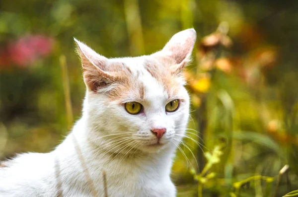 Retrato Gato Surpreso Com Orelhas Volta Fundo Verde — Fotografia de Stock
