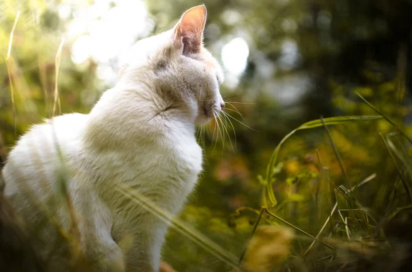 Die Katze Sitzt Und Genießt Das Leben Und Den Geruch — Stockfoto