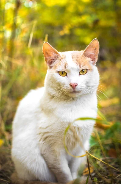 Weiße Katze Voller Wuchs Hellen Gras — Stockfoto