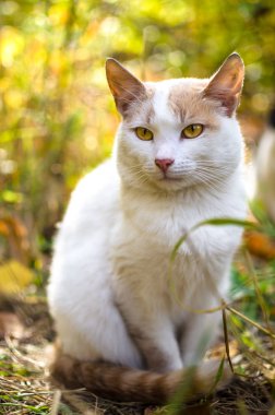 Duvar kağıdındaki parlak yapraklı dikey fotoğrafın arka planında beyaz kedi