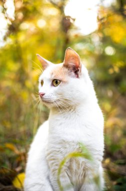  Duvar kağıdındaki parlak yapraklı dikey fotoğrafın arka planında beyaz kedi
