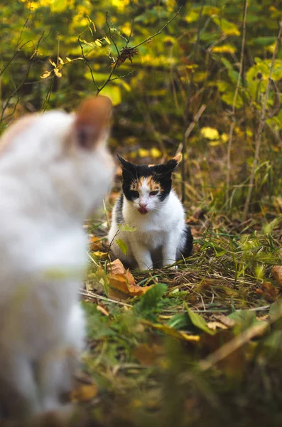 Calico Cat Liking Background Autumn Grass — Stock Photo, Image