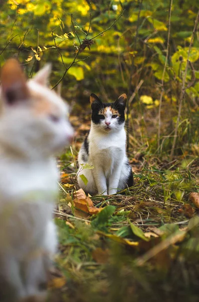 卡利科猫在秋草的背景上 — 图库照片