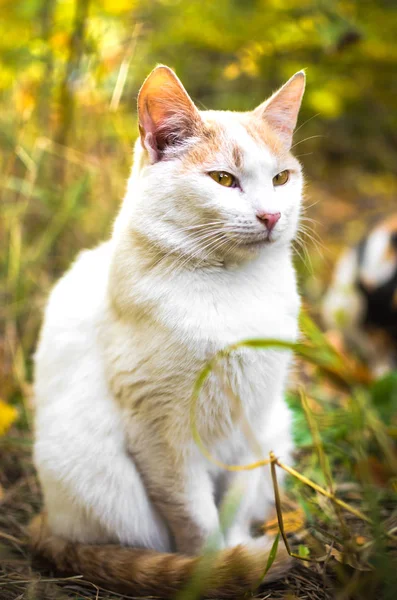 Vit Katt Full Tillväxt Ljust Gräs — Stockfoto