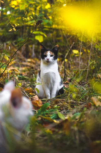 Calico Katze Hintergrund Herbstgras — Stockfoto