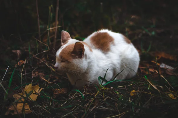 Gato Está Cercado Por Grama Uma Foto Escura Com Folhas — Fotografia de Stock